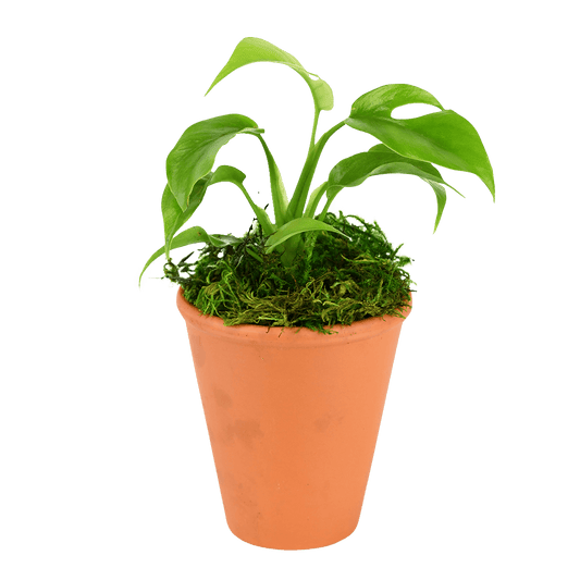 2.5" Monstera Minima image 0