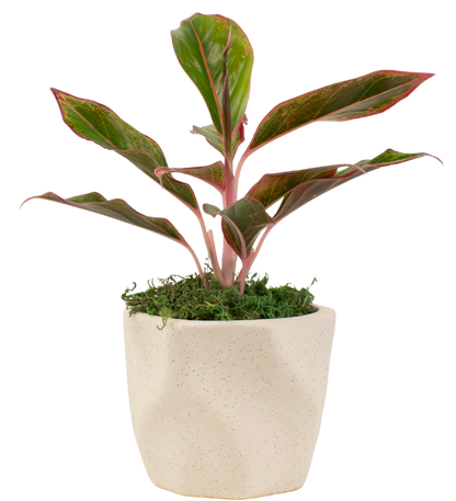 4" Chinese Evergreen Red Siam image 0