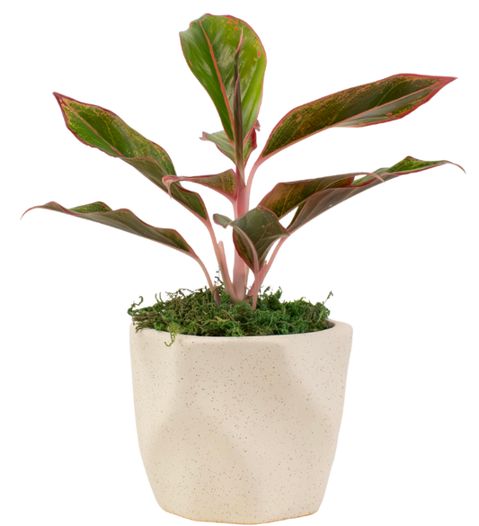 4" Chinese Evergreen Red Siam image 0