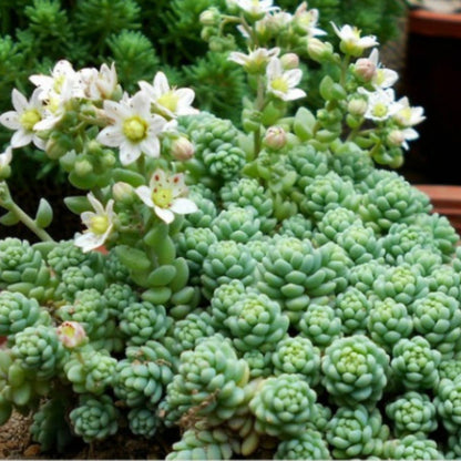 Sedum Dasyphyllum 'Major' (4 inch) image 3