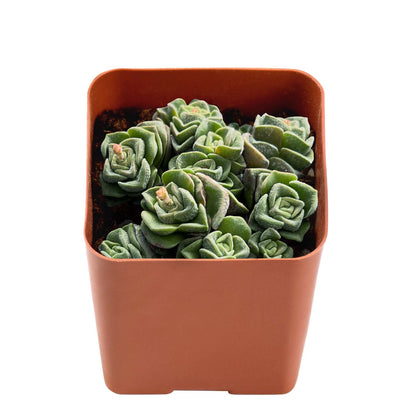 Crassula 'Dorothy' (Rare) image 1