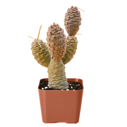 Tephrocactus articulatus var. inermis / Pine Cone Cactus image 1