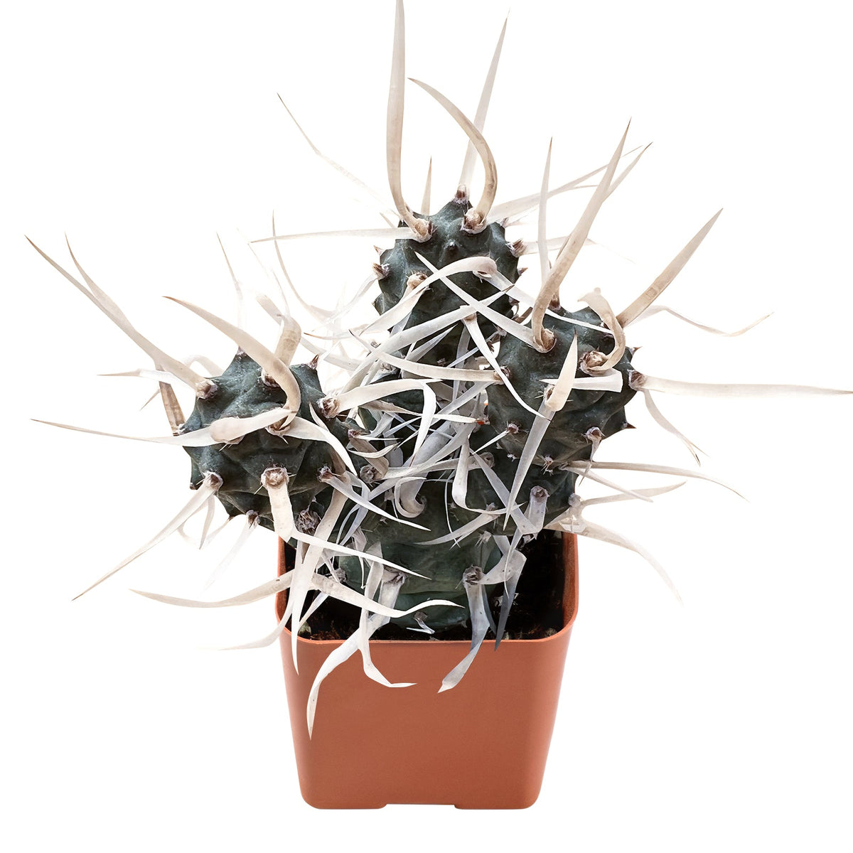 Tephrocactus articulatus var. papyracanthus / Paper Spine Cactus image 0