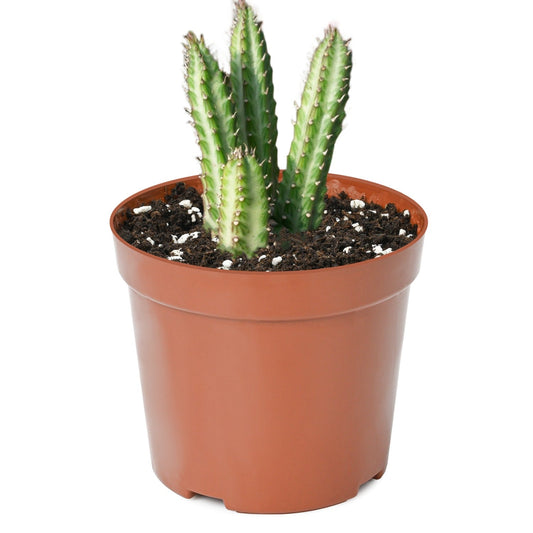 Senecio Stapeliiformis (4 inch) image 0