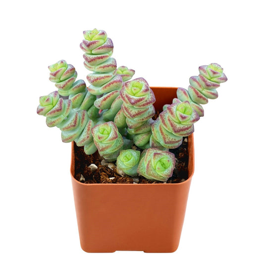Crassula 'Baby Necklace' image 0