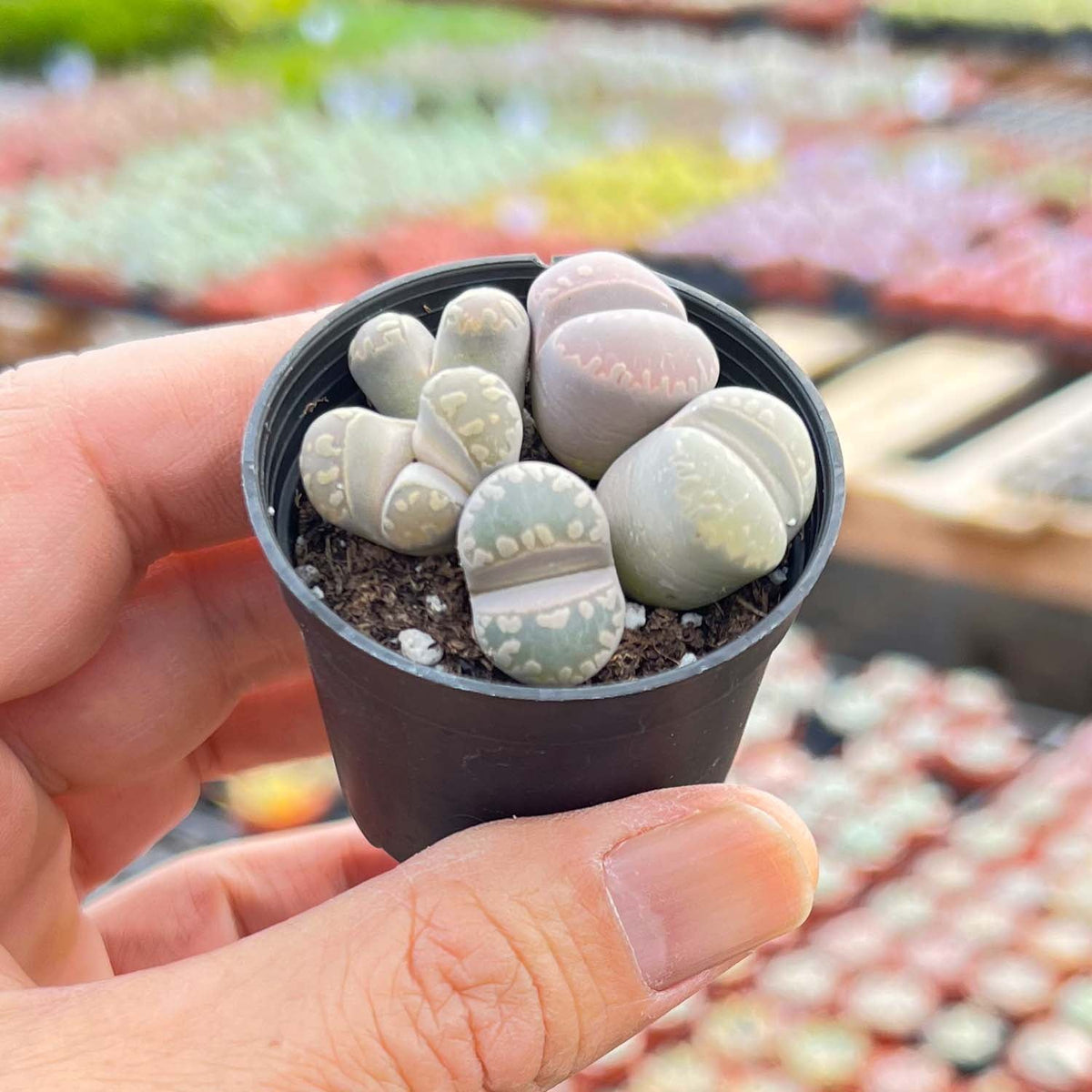 Lithops otzeniana Nel image 2