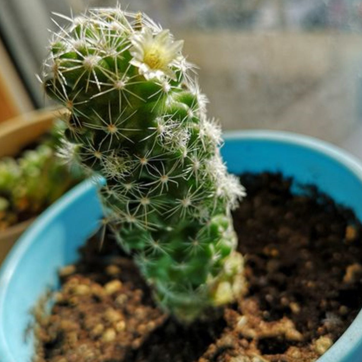Mammillaria gracilis fragilis / Thimble Cactus image 2