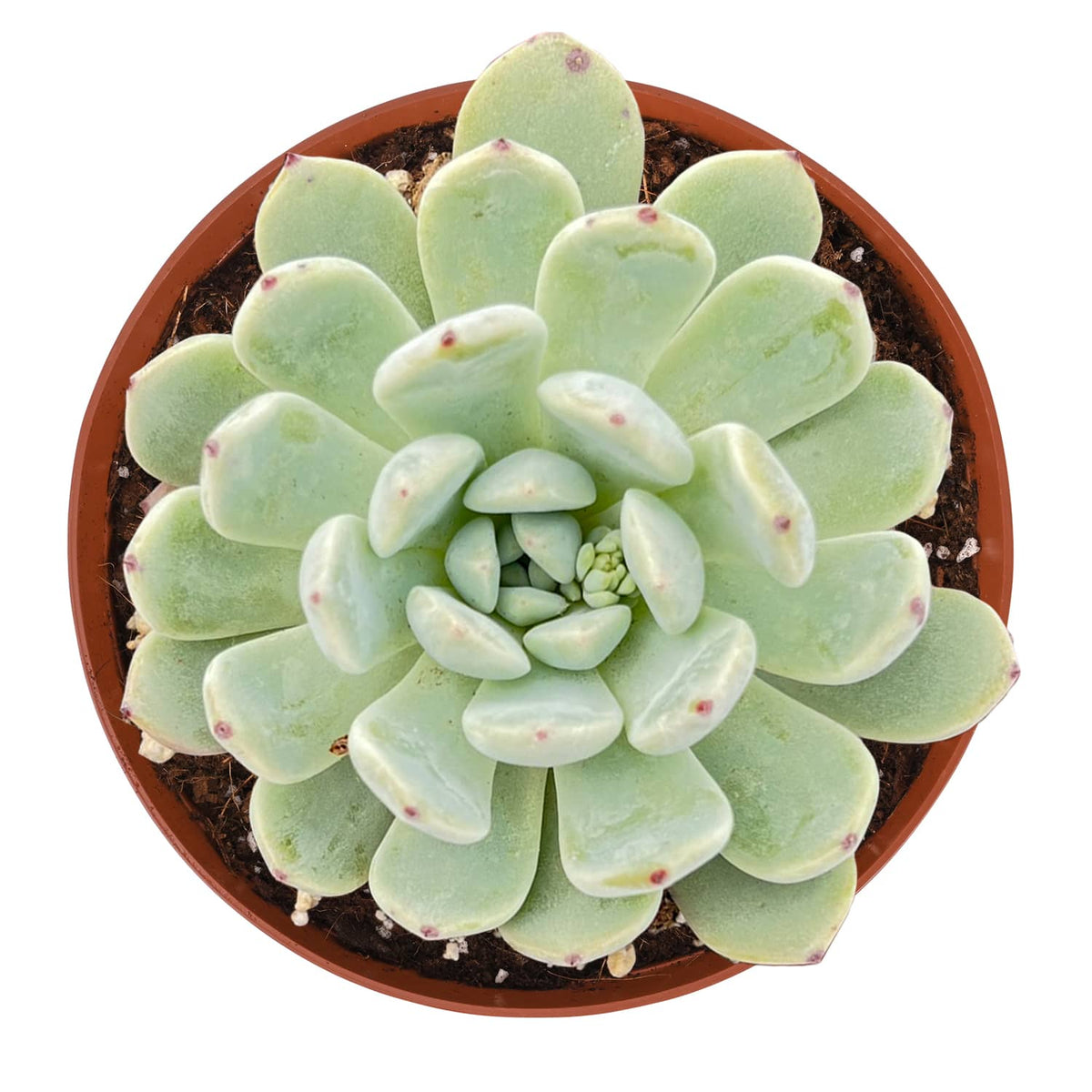 Echeveria 'Biante' (6 inch) image 0
