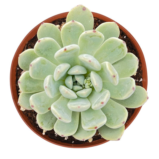 Echeveria 'Biante' (6 inch) image 0