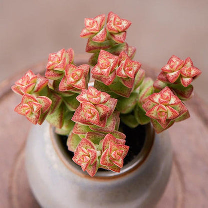 Crassula 'Tom Thumb' image 1