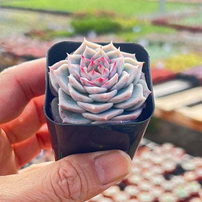 Echeveria 'Red Velvet' Sugar Heart image 2