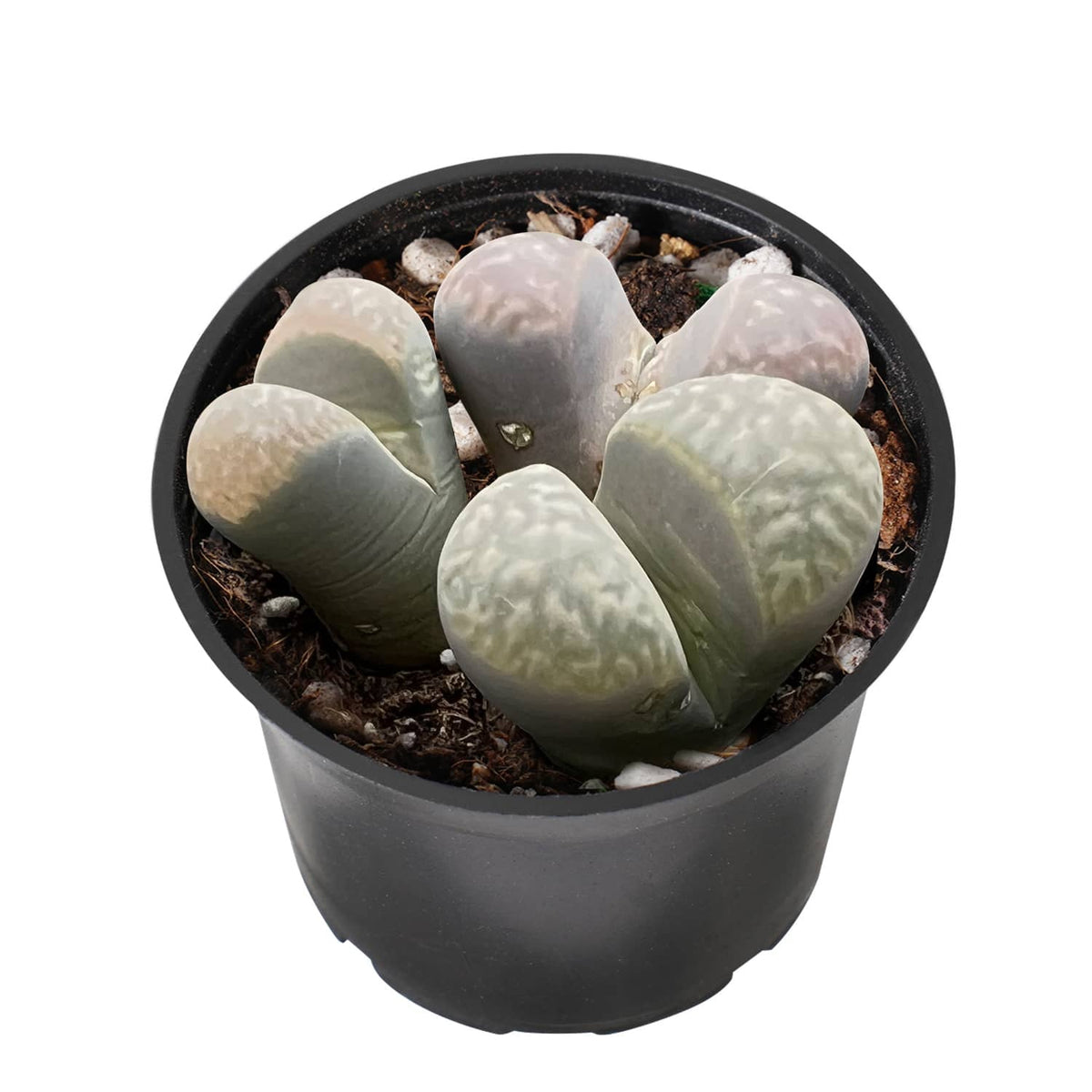 Lithops marmorata v. marmorata image 1