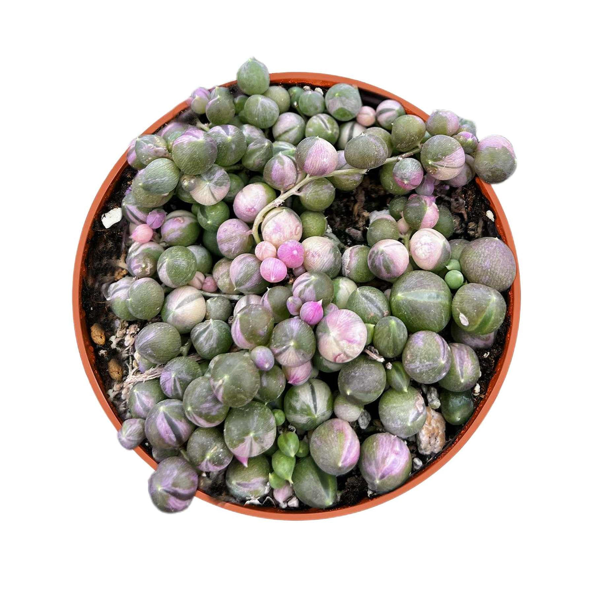 Variegated String of Pearls/Senecio rowleyanus (4 inch) image 0