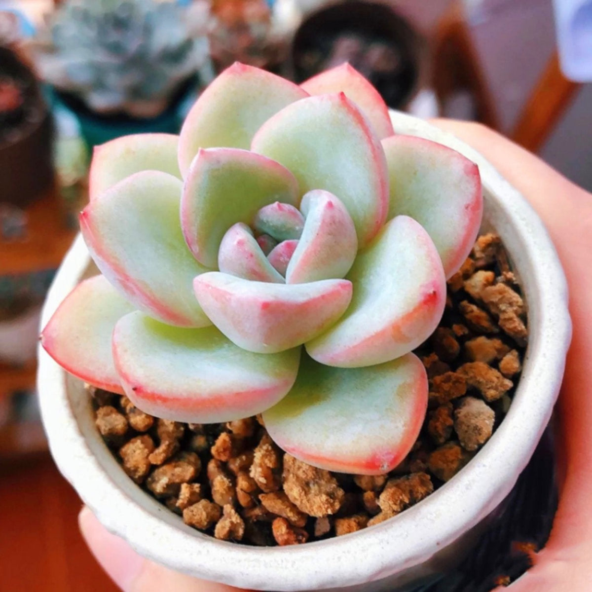 Echeveria Sensation (6 inch) image 3