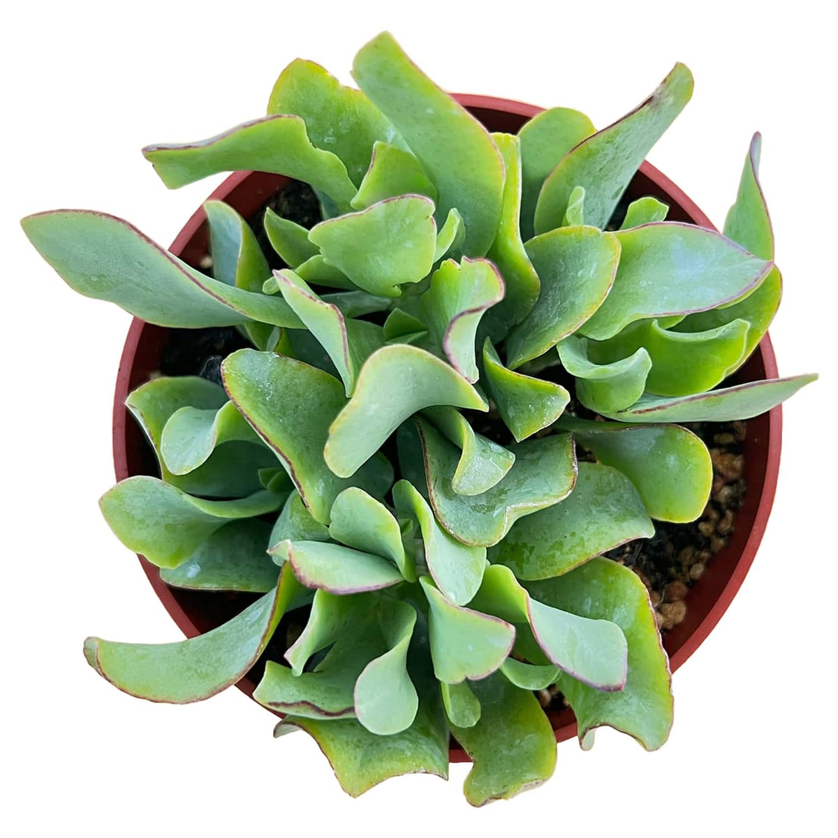Crassula Arborescens Undulatifolia (4 inch) image 0