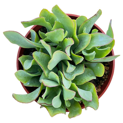 Crassula Arborescens Undulatifolia (4 inch) image 0
