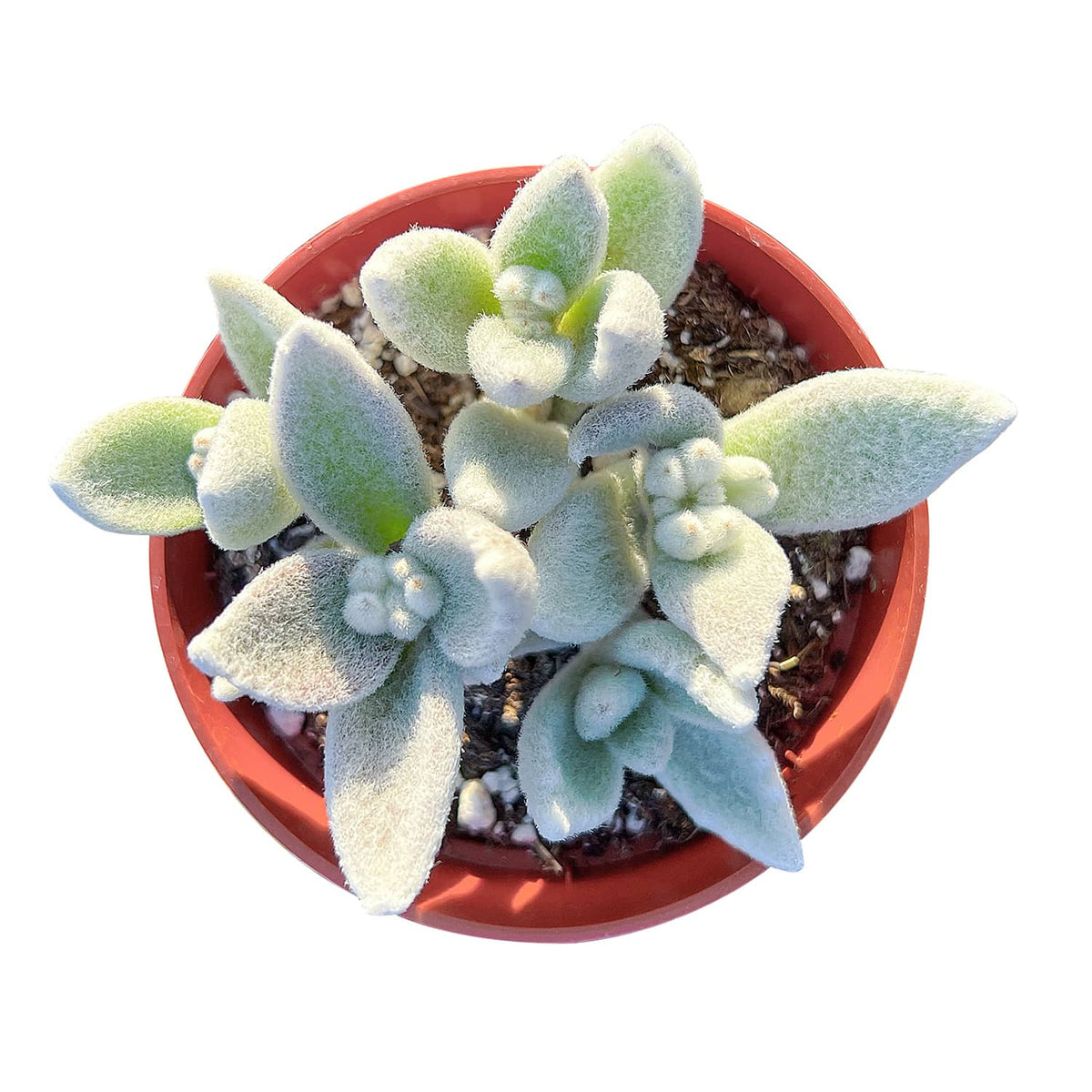 Kalanchoe Eriophylla (4 inch) image 0