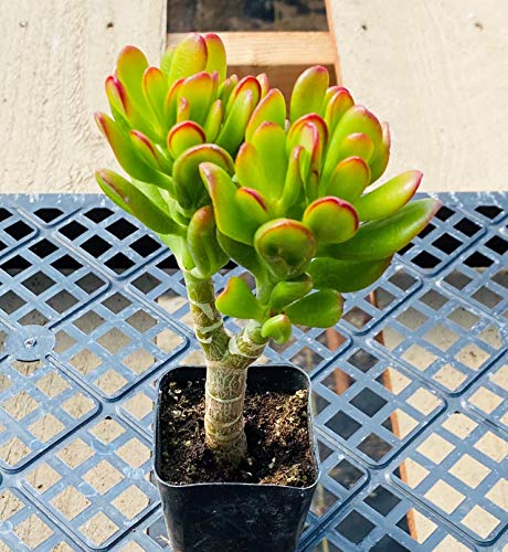 Crassula Ovata 'Hobbit' image 1