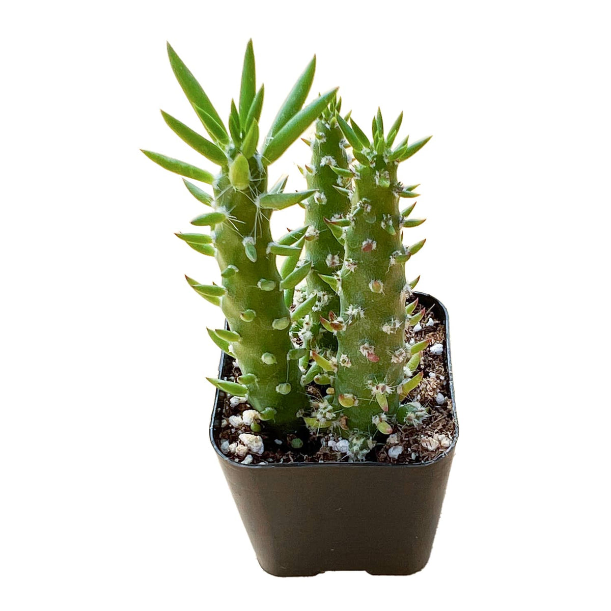 Austrocylindropuntia subulata / Eve's Needle image 0