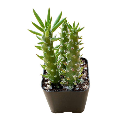 Austrocylindropuntia subulata / Eve's Needle image 0