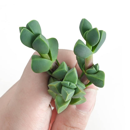 Corpuscularia Lehmannii (Ice Plant) Cuttings image 0