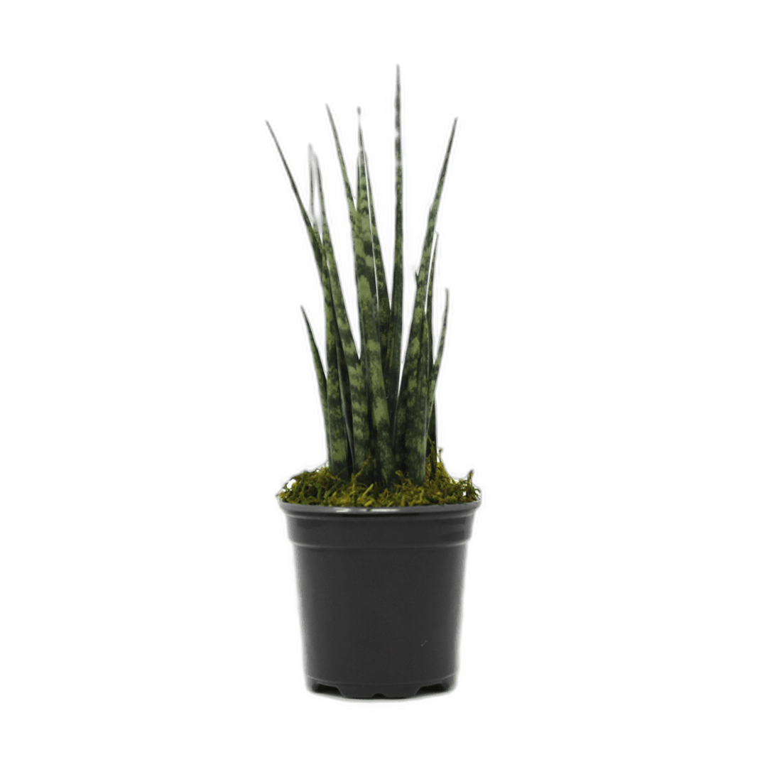 4" Sansevieria Mikado Fernwood image 0