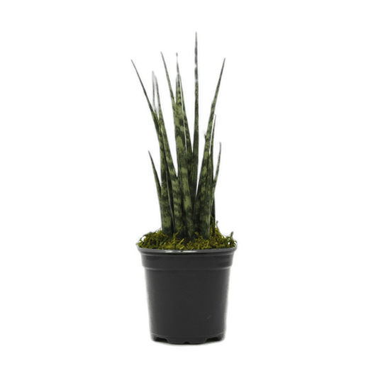 4" Sansevieria Mikado Fernwood image 0
