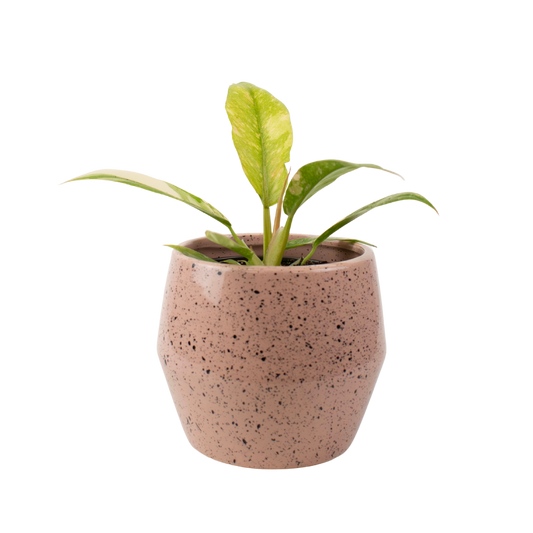 4" Philodendron Ring of Fire image 0