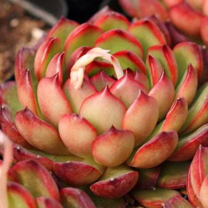 Echeveria 'Puli-lindsayana' (6 inch) image 3