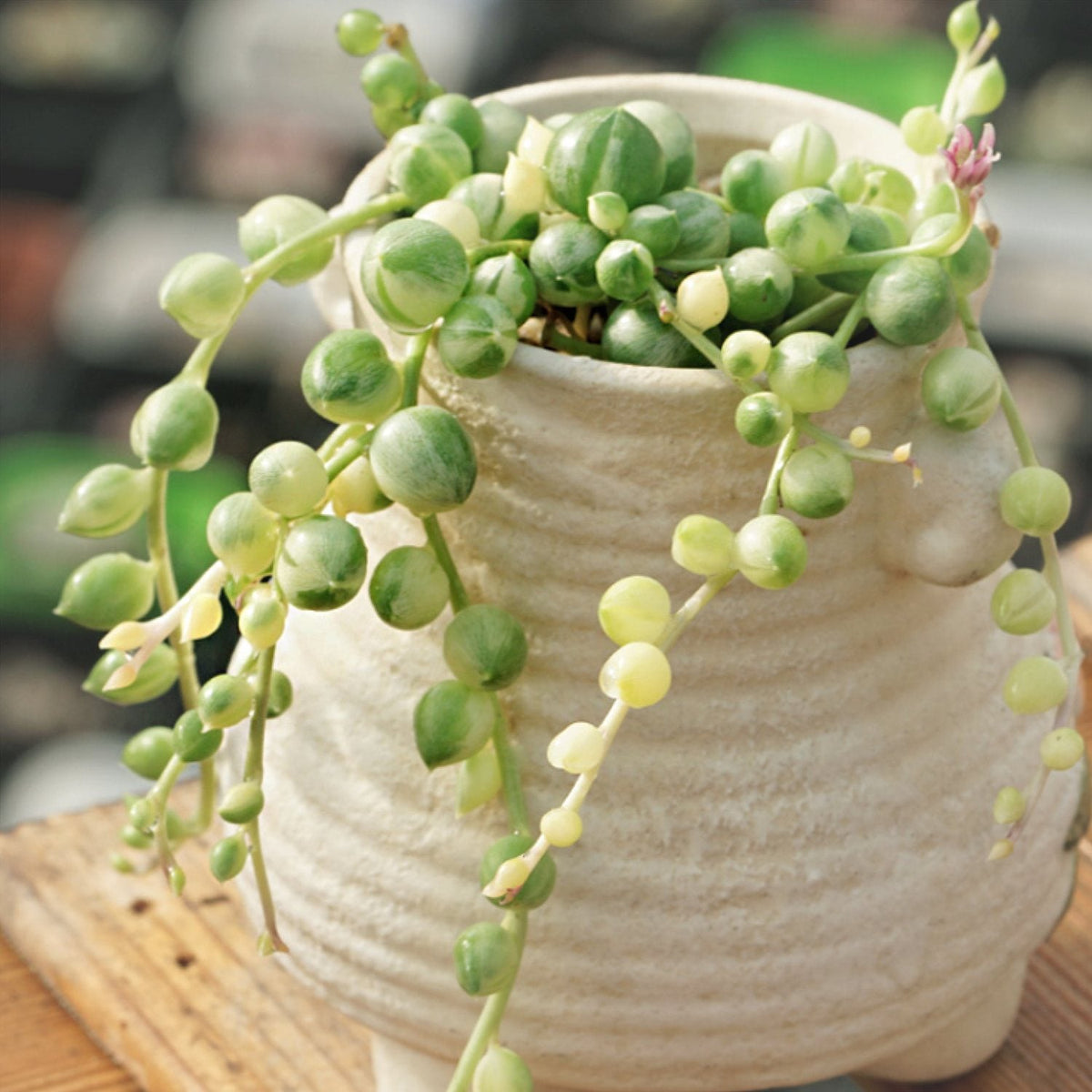 Variegated String of Pearls/Senecio rowleyanus (4 inch) image 3