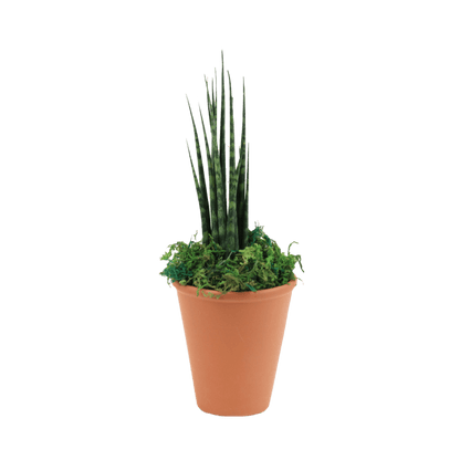 2.5" Sansevieria Mikado Fernwood image 0