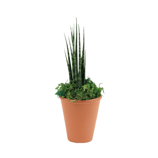 2.5" Sansevieria Mikado Fernwood image 0