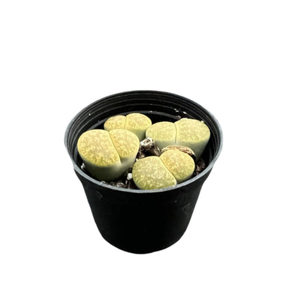 Lithops lesliei 'Greenhorn' image 1