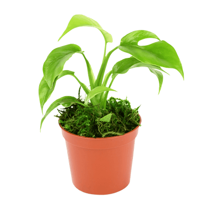 2.5" Monstera Minima image 1