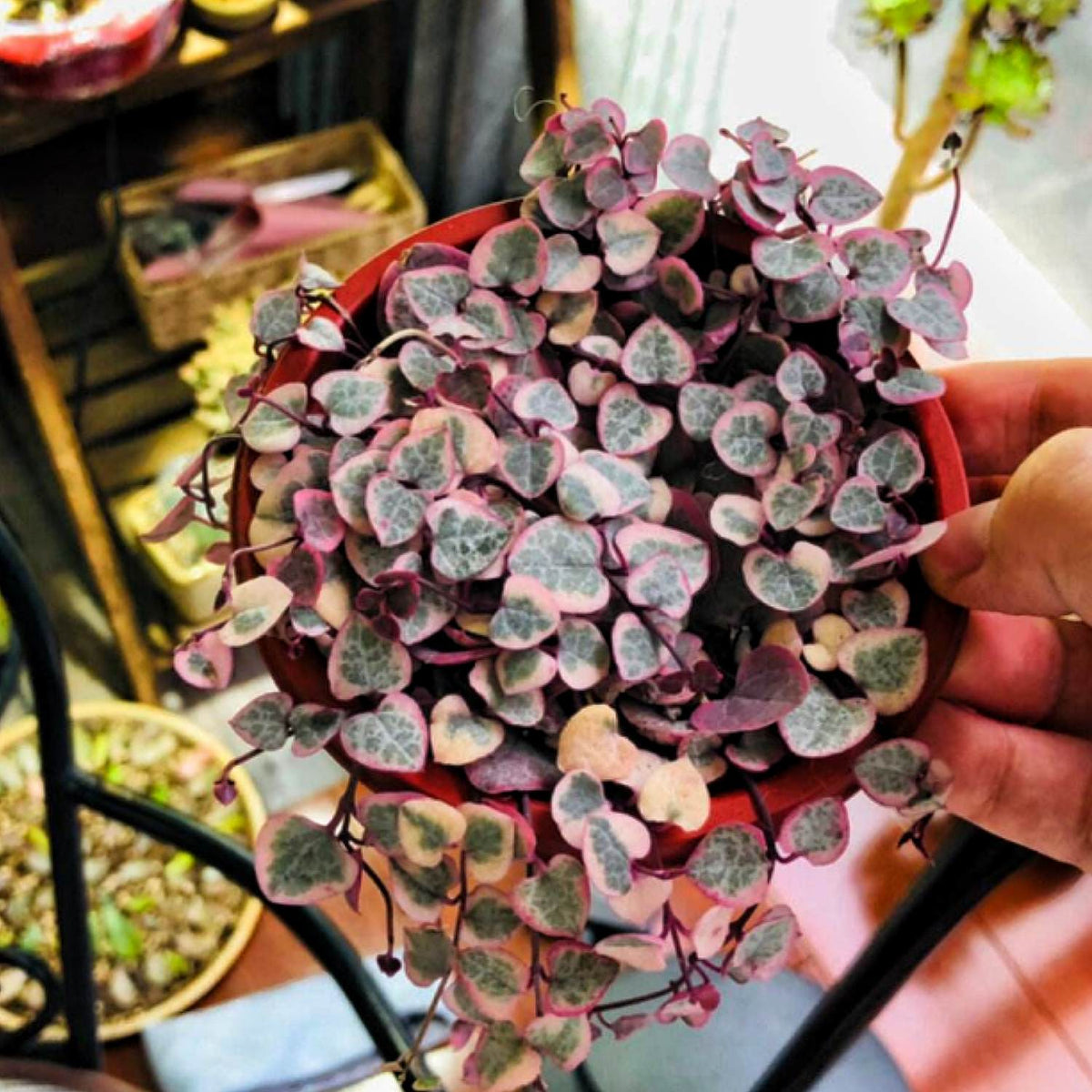 Ceropegia woodii f. variegata /String of Heart Variegata (4 inch) image 2