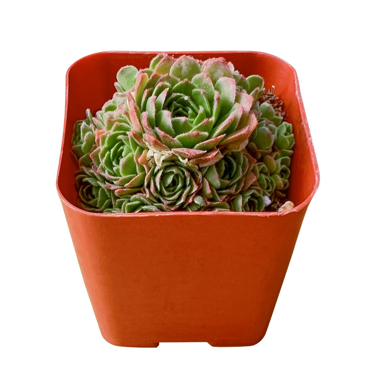 Rosularia platyphylla image 1
