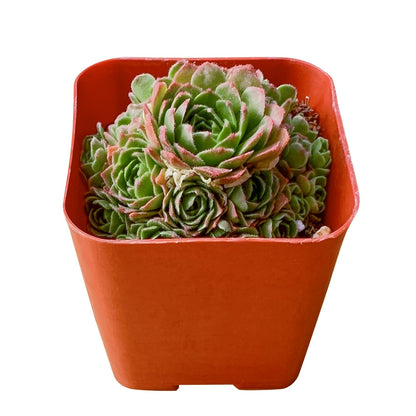 Rosularia platyphylla image 1