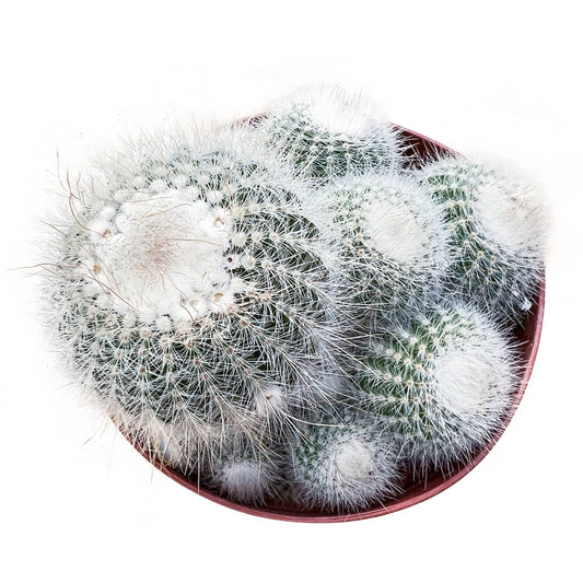 Parodia scopa / Silver Ball Cactus (4 inch) image 0