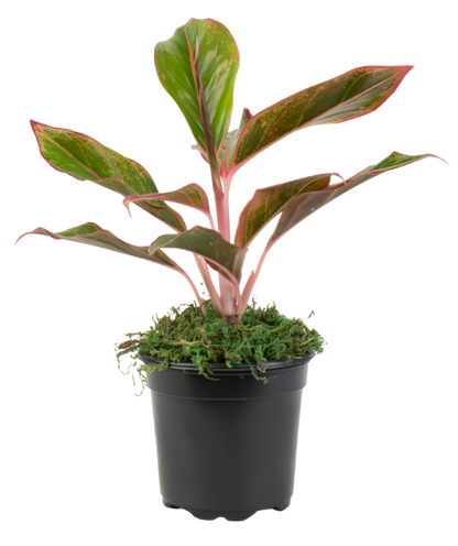 4" Chinese Evergreen Red Siam image 1