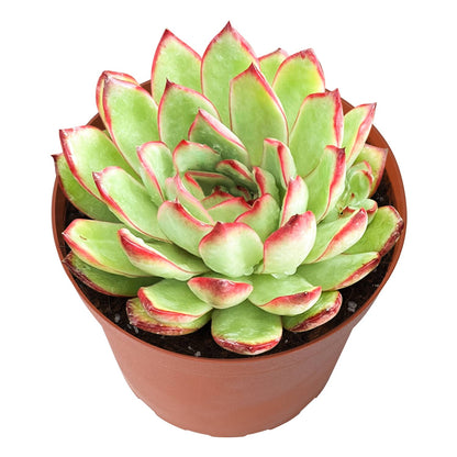 Echeveria 'Puli-lindsayana' (6 inch) image 0