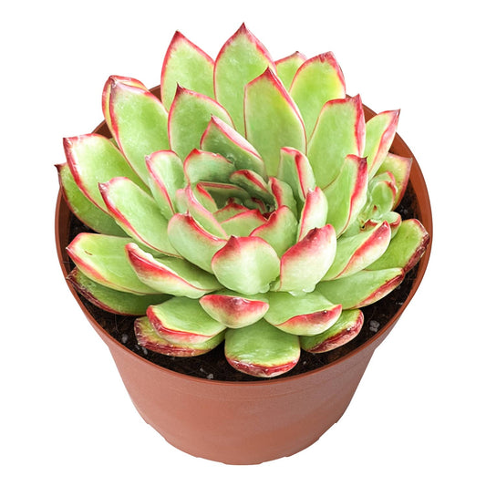 Echeveria 'Puli-lindsayana' (6 inch) image 0
