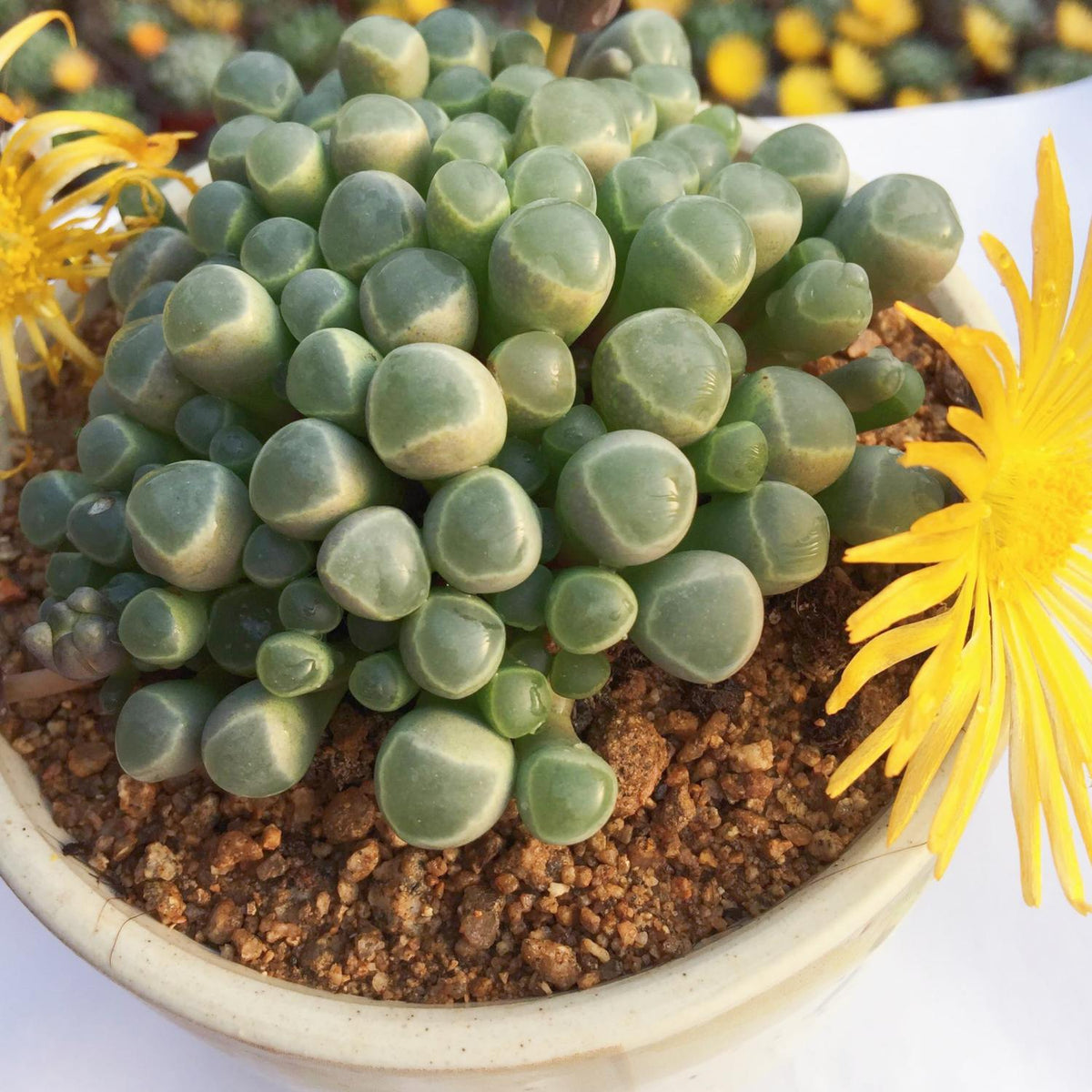 Fenestraria Rhopalophylla / Baby Toes (4 inch) image 1