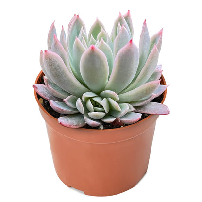 Echeveria Moon Gad Varnish (6 inch) image 1