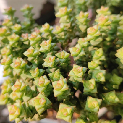 Crassula 'Tom Thumb' image 4