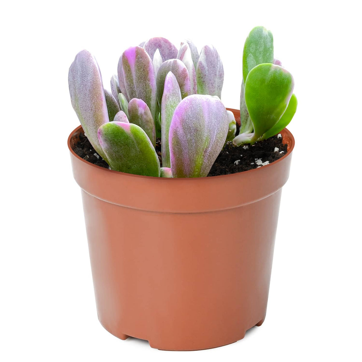 Senecio Jacobsenii/ Trailing Jade (4 inch) image 1