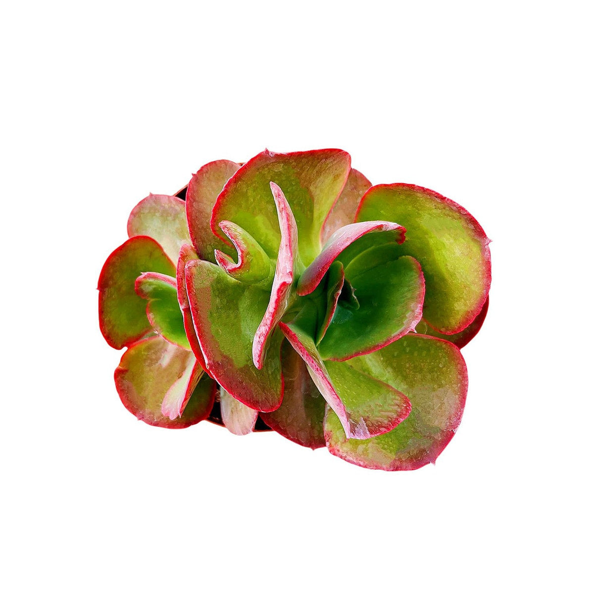 Echeveria Big Red (6 inch) image 0