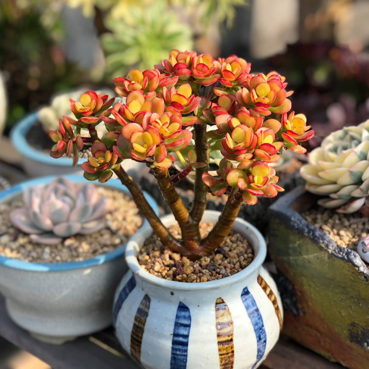 Crassula Ovata Crosby's Compact (Dwarf Jade Plant) Little image 2