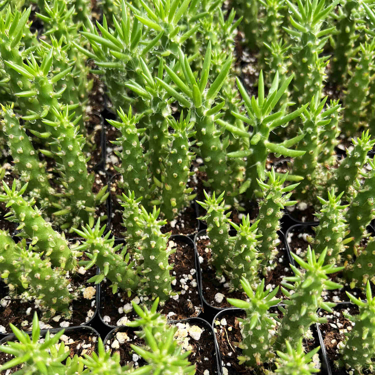 Austrocylindropuntia subulata / Eve's Needle image 1