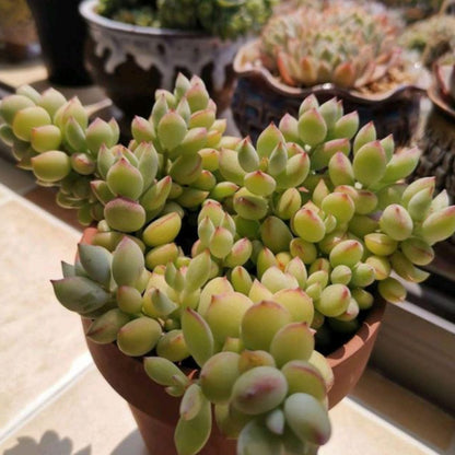 Cotyledon Pendens (Cliff Cotyledon) image 2