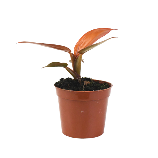 2.5" Philodendron Red Sun image 0